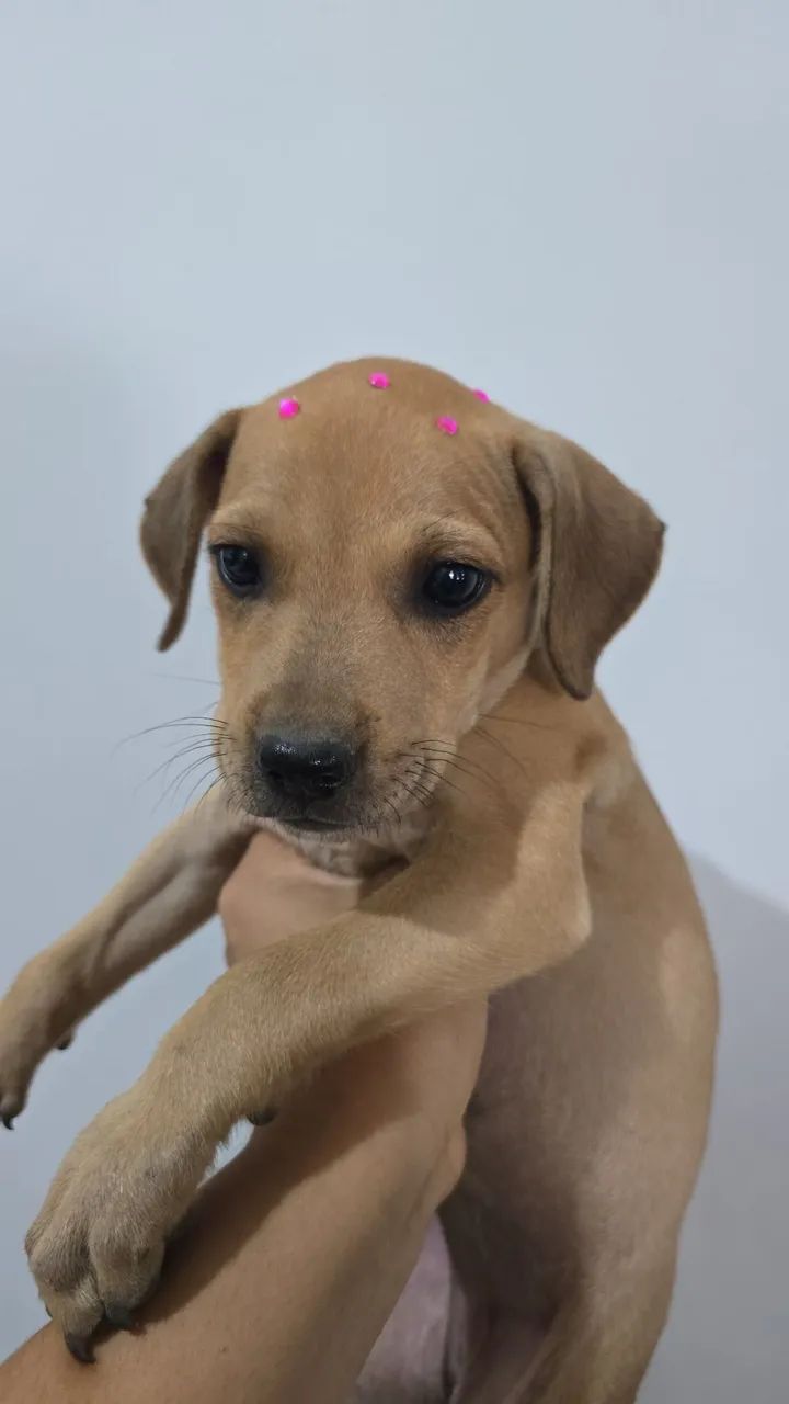 DOAÇÃO RESPONSÁVEL  - Foto 2