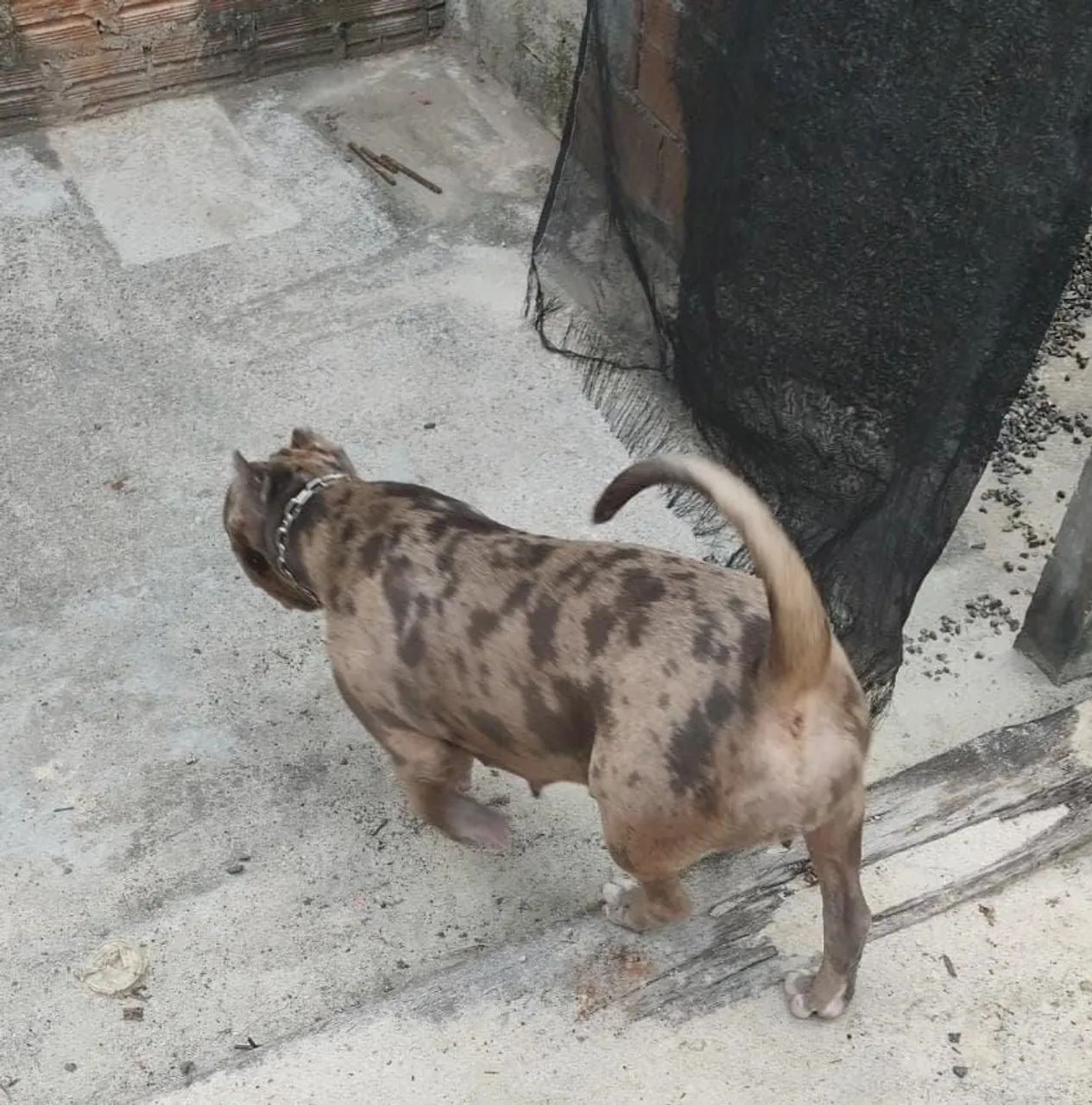 Cadela pitmonster 