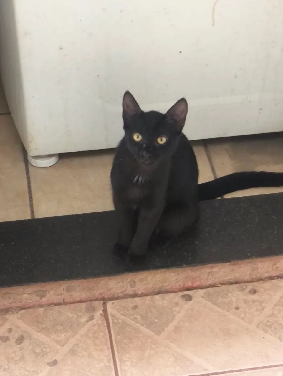 Gatos para adoção  - Foto 2