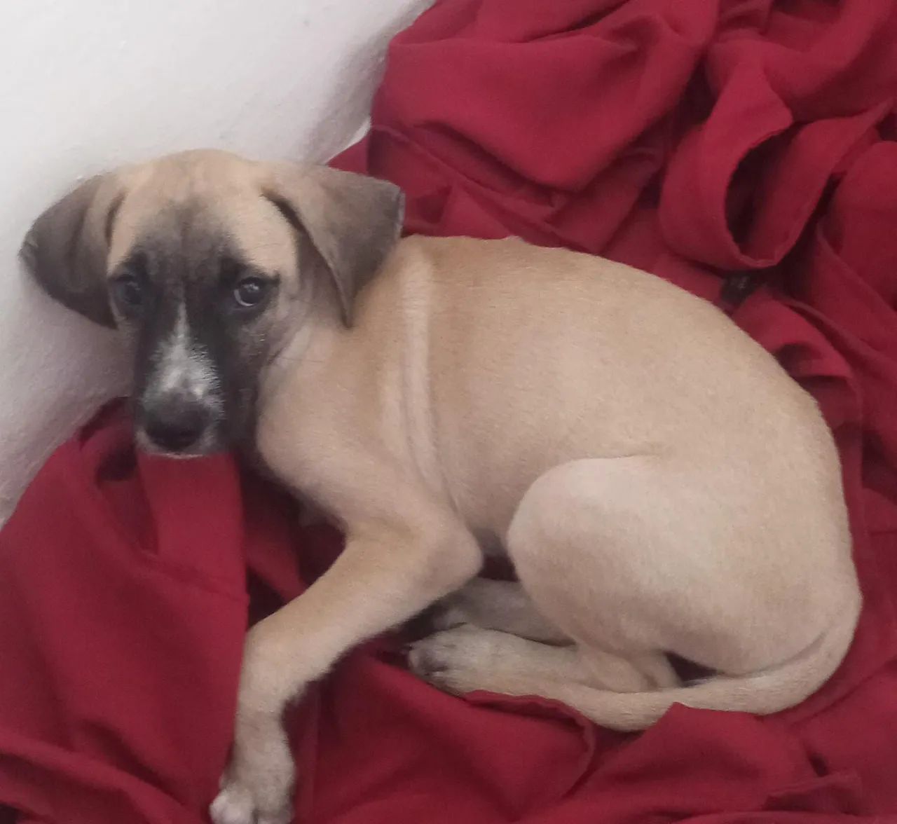 Doando cachorrinho 