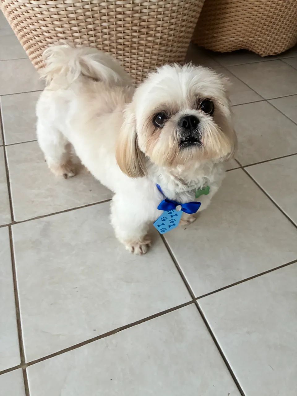 banho para cães a partir de 42,00  - Foto 5