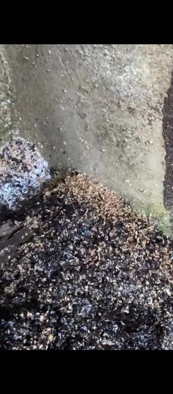 DEDETIZAÇÃO PROFISSIONAL  - Foto 2