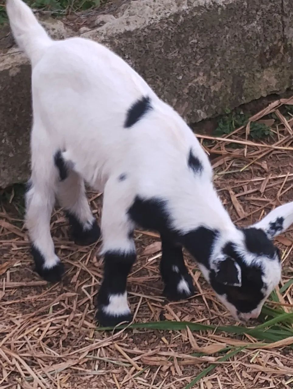 Mini cabra ( mini cabritinho) - Foto 2