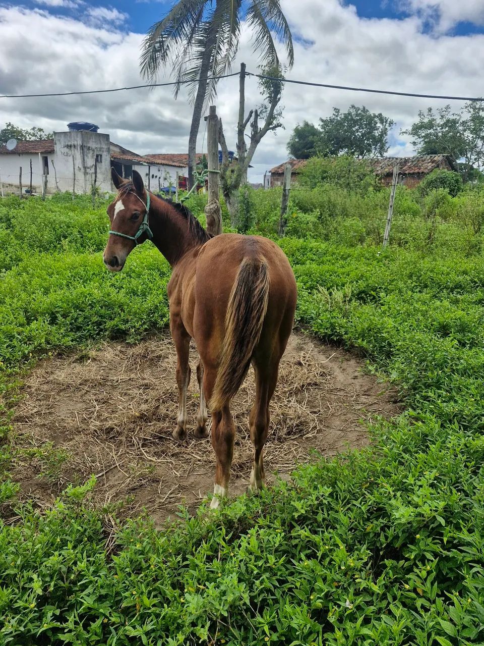 Cavalo