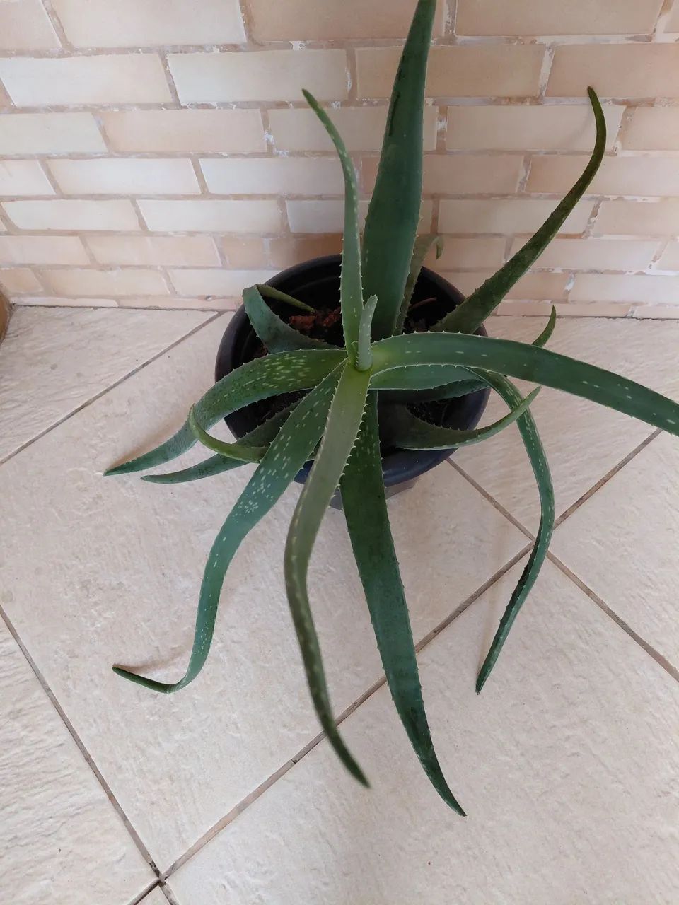 Babosa  - Foto 2
