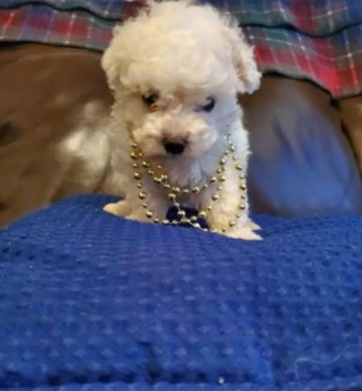 Poodle Mini toy