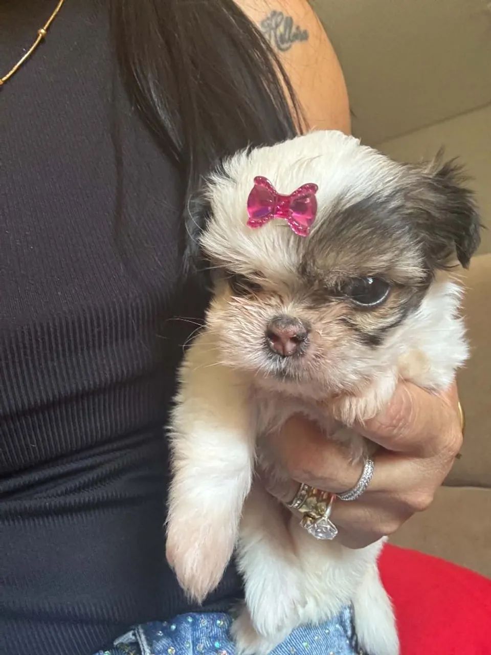 Vende-se cachorro Shitzu  - Foto 4