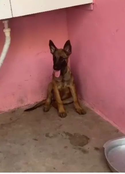 Pastor belga malinois 