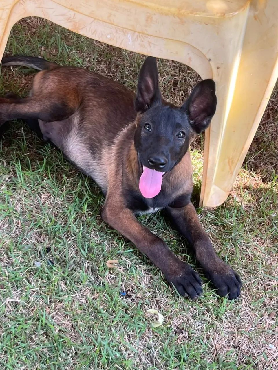 Pastor Belga Malinois - Foto 3