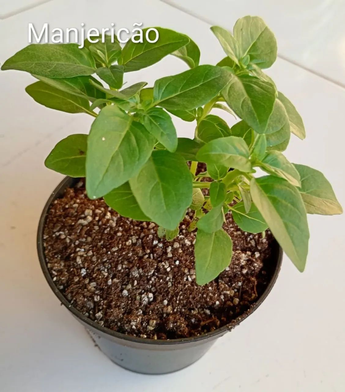 Muda de hortaliças - Foto 3