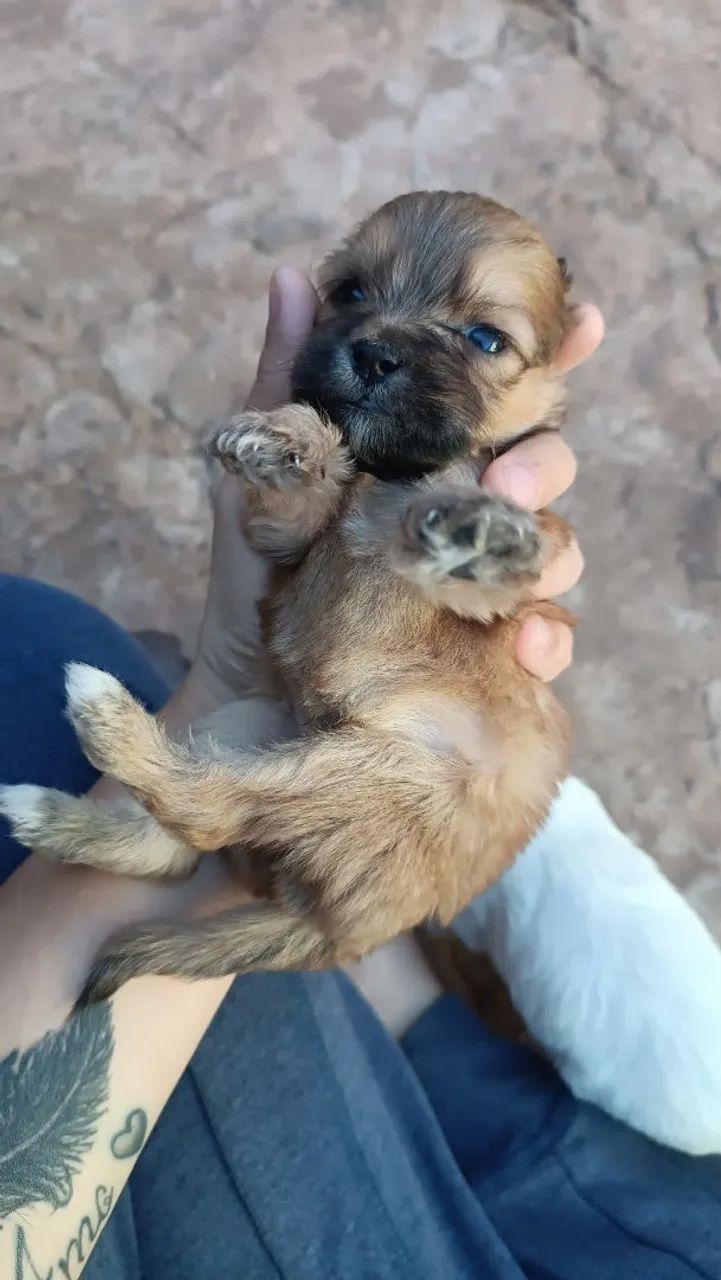 Shitzu com lhasa  - Foto 4