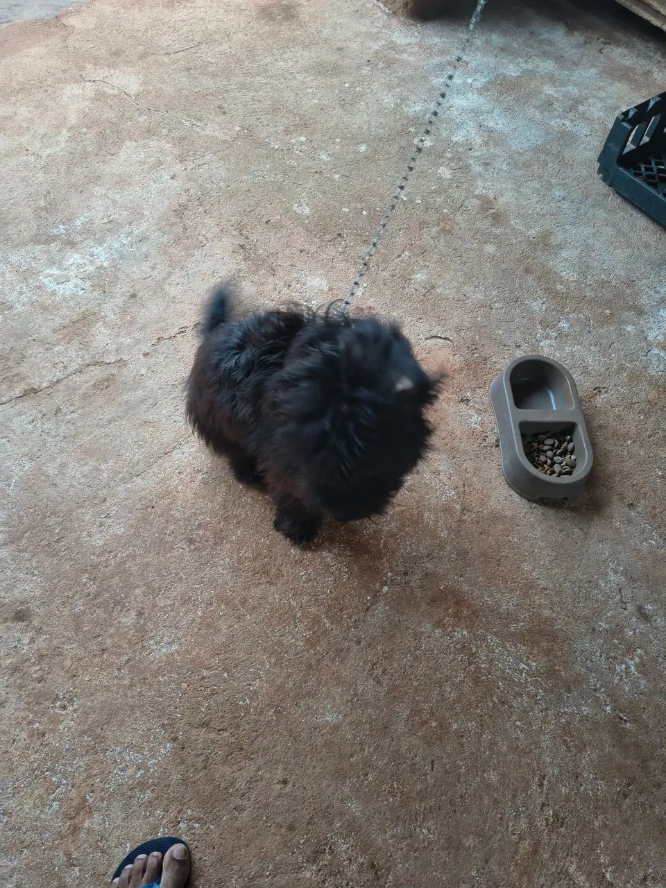 Cachorro  - Foto 2