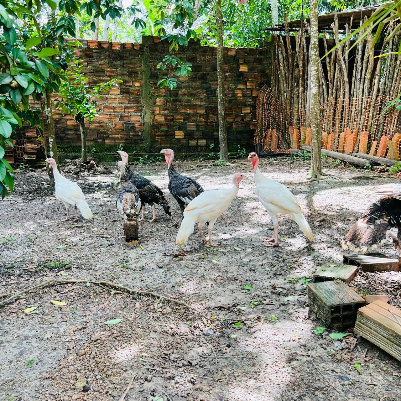 ? PAVÕES E PERUS À VENDA! ? - Foto 4