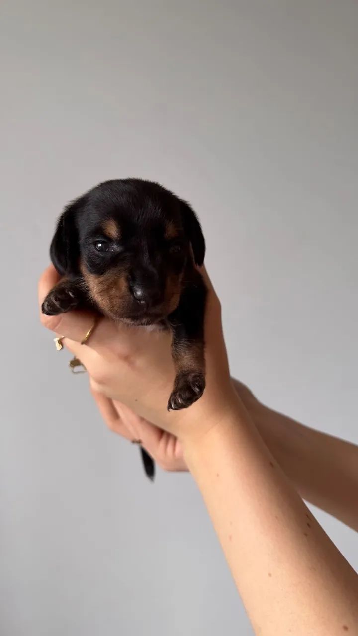 Dachshund/Cofap /Salsicha