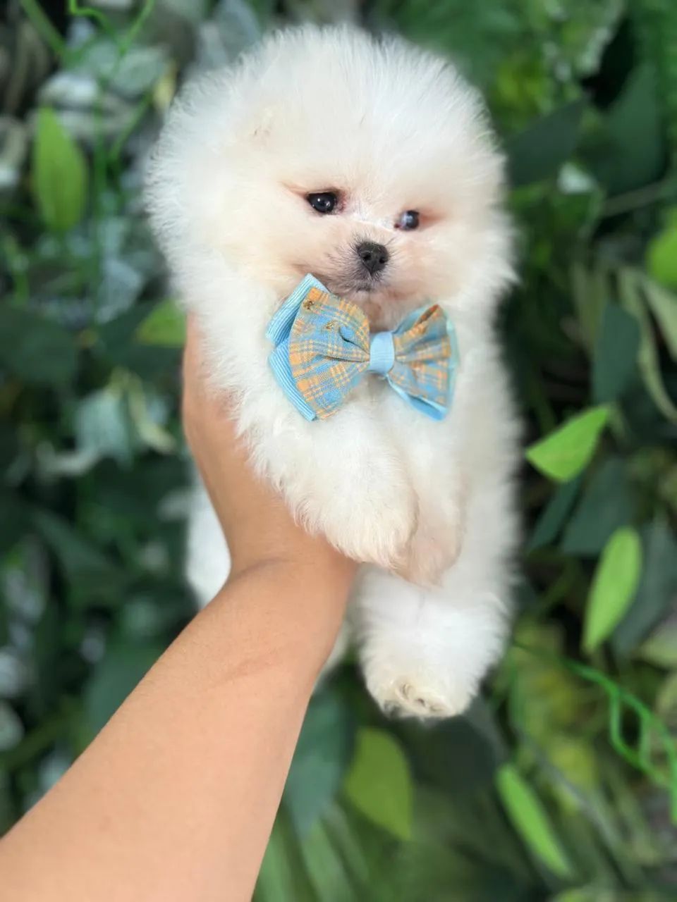 FILHOTES LULU DA POMERANIA!!! - Foto 2