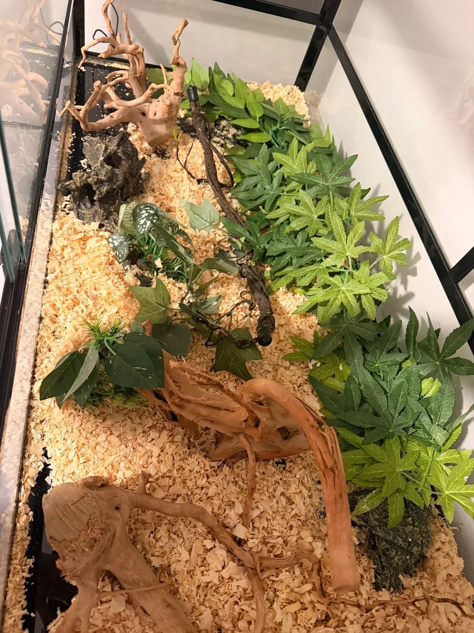 Terrário - Foto 3