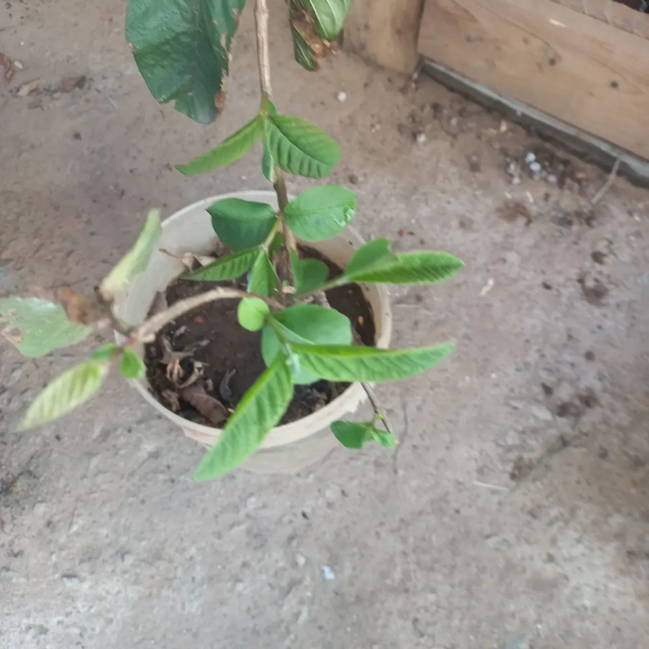 Muda goiaba  - Foto 3