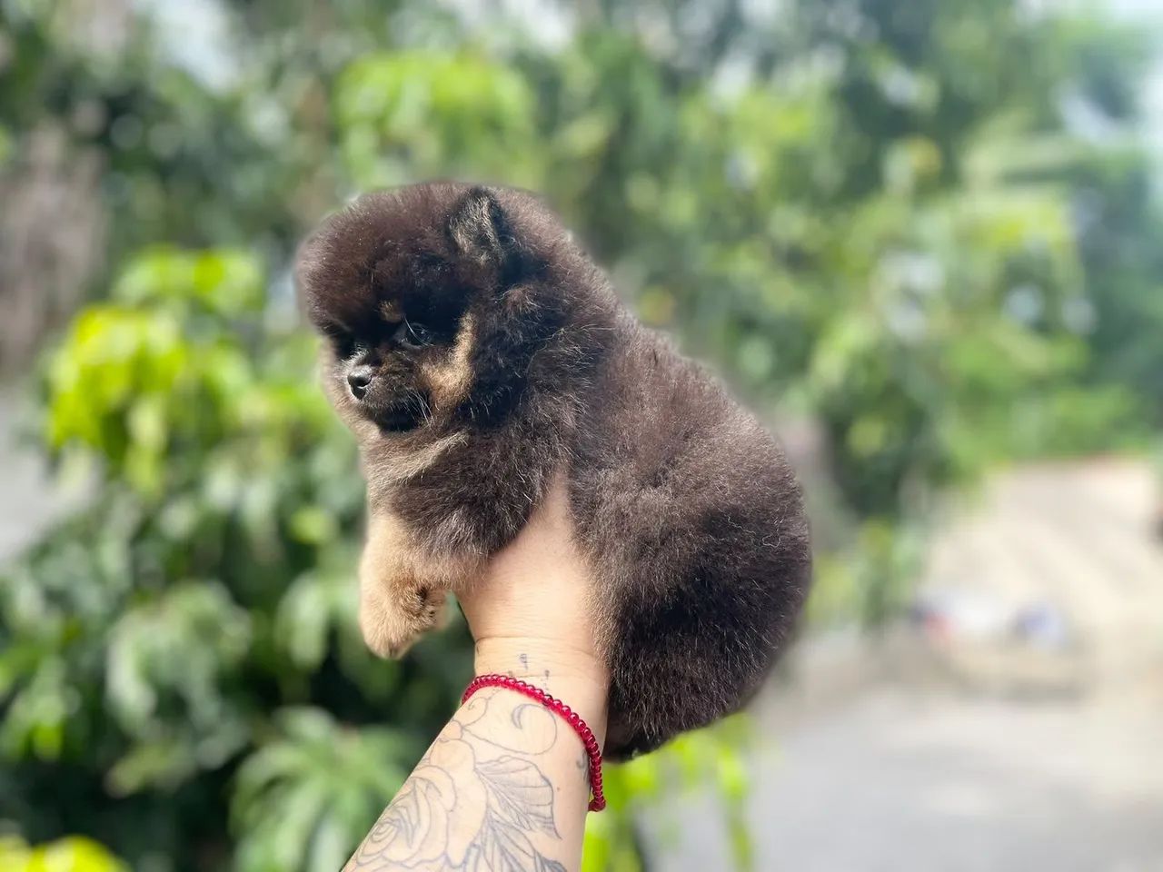 Lindo machinho de spitz com Pedigree e 2dose da vacina  - Foto 3