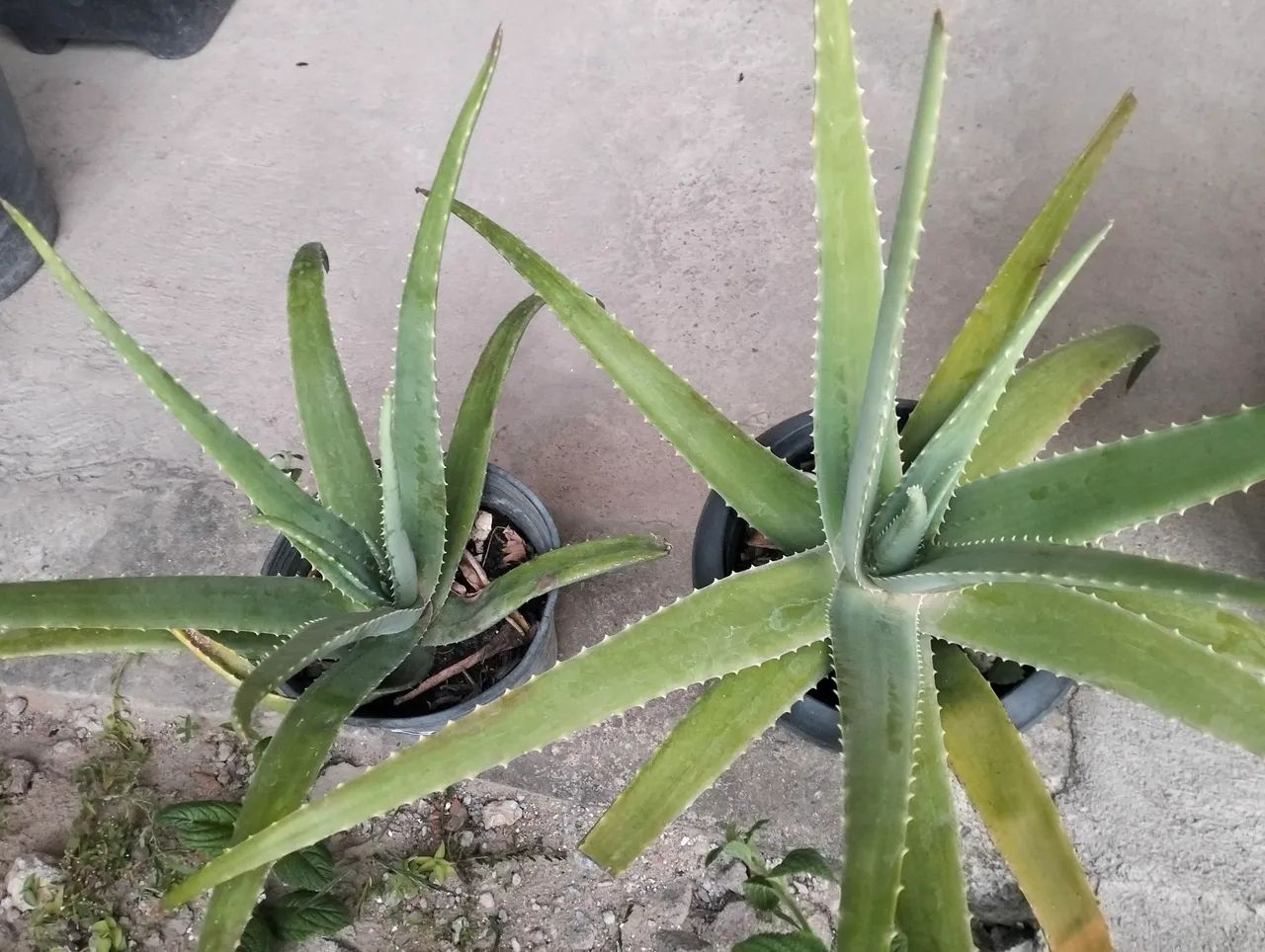 Vendo plantas de sombra - Foto 4