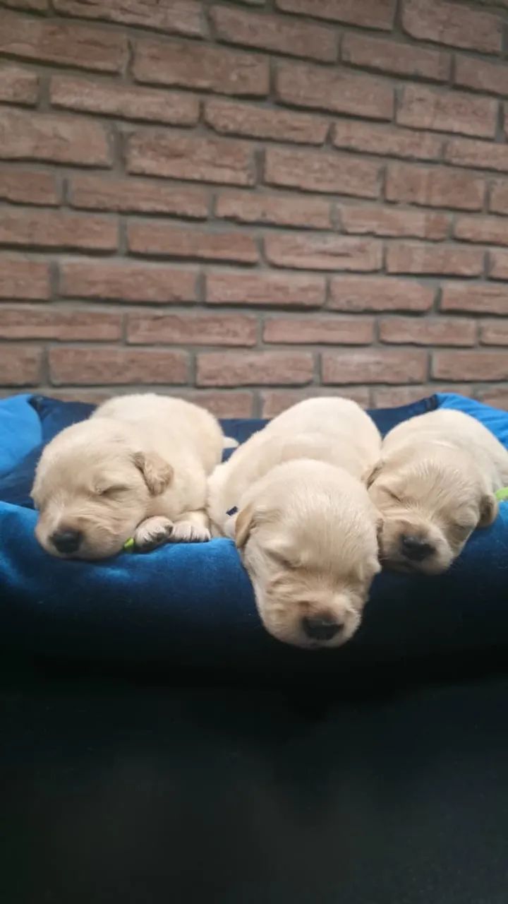 Lindos e Fofuxos Filhotes de Golden Retriever - Com Pedigree e Vacinados - Foto 3