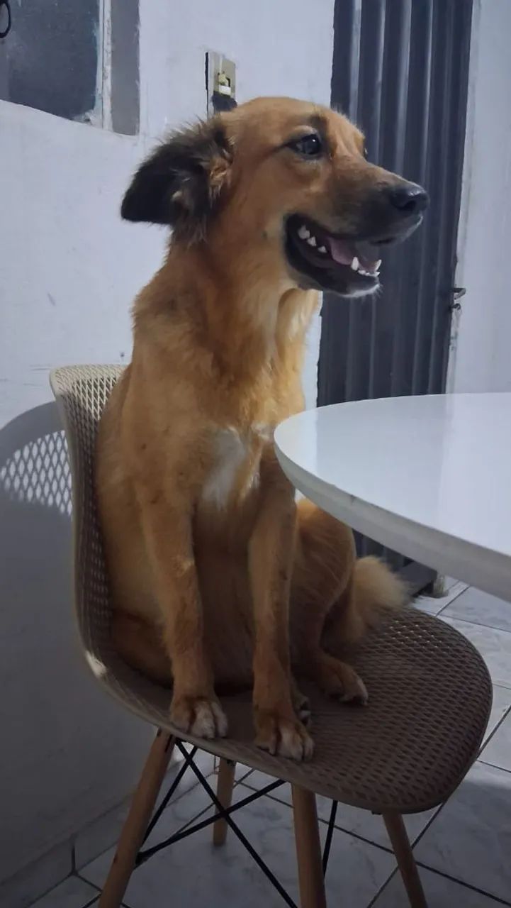 Cachorro