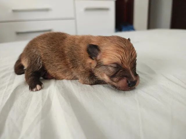 Cachorro  - Foto 3