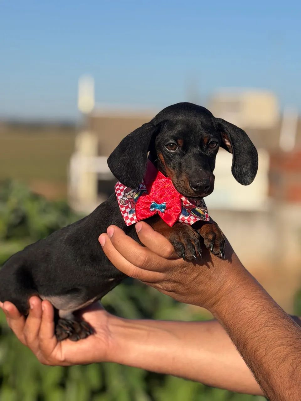Daschund macho  - Foto 2