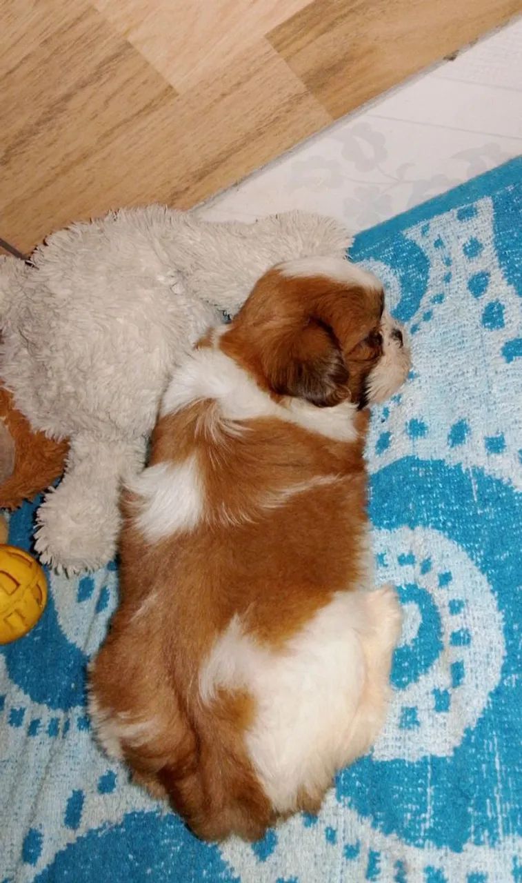 Shih Tzu  - Foto 5