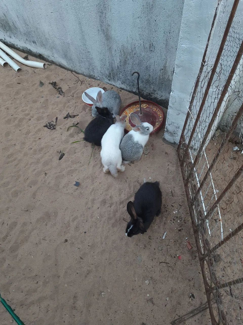 Coelhos  - Foto 5