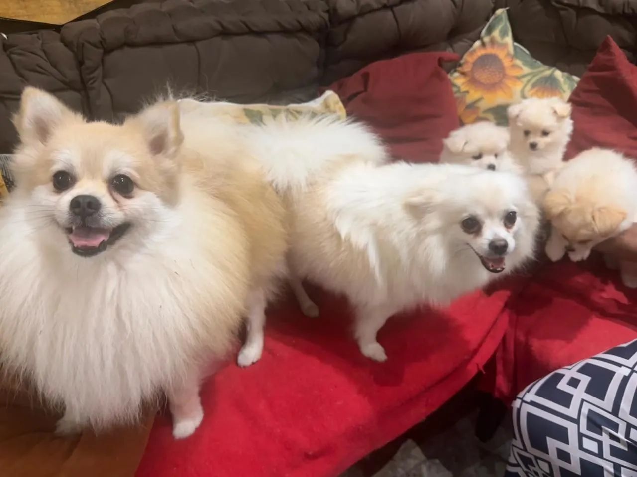 Lindos Spitz Alemão  - Foto 4
