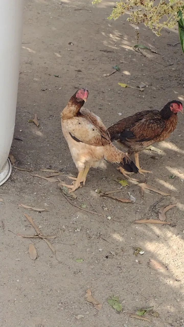Vendo galos e galinhas  - Foto 3