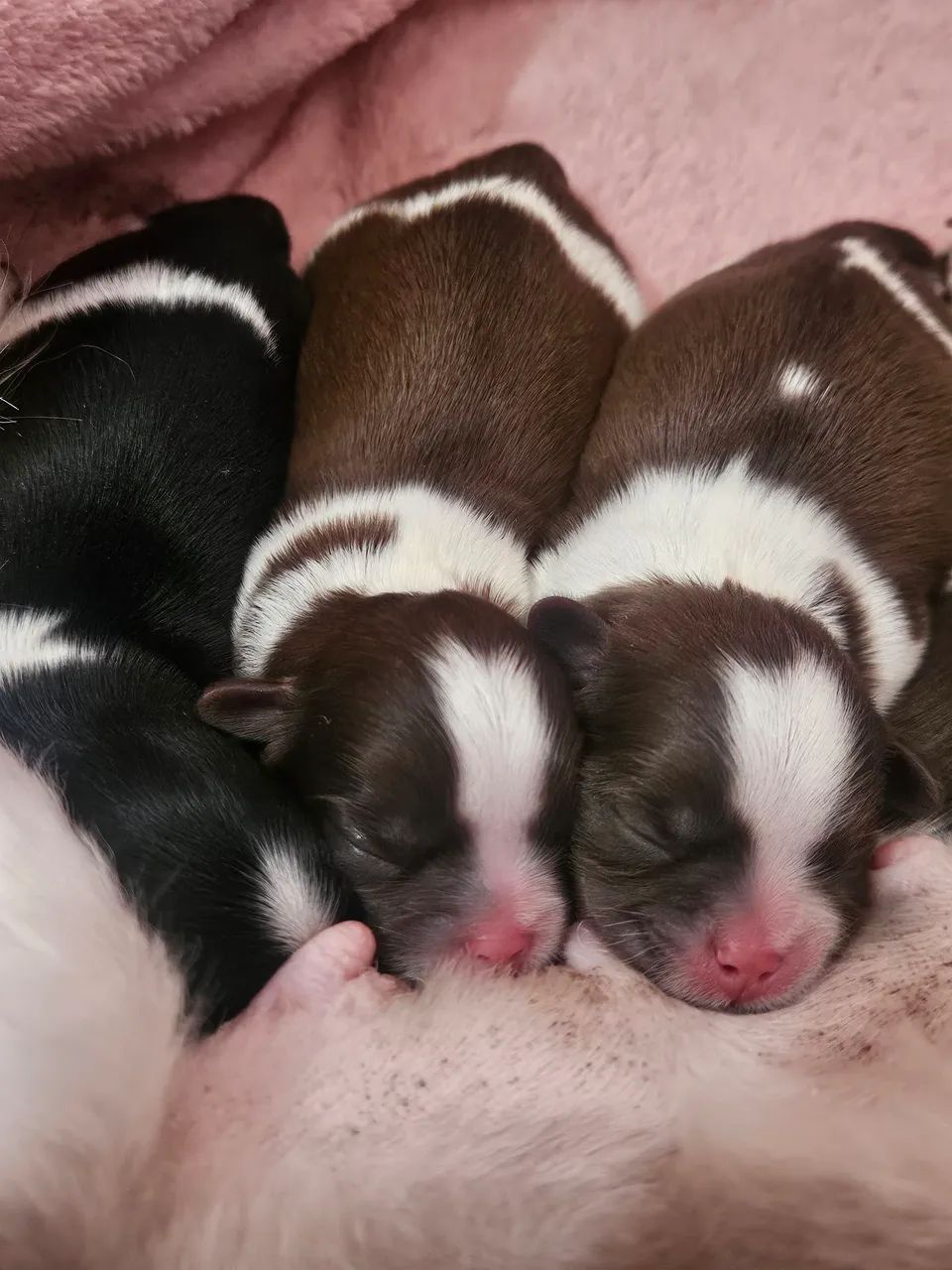 Filhotes De ShihTzu  - Foto 2
