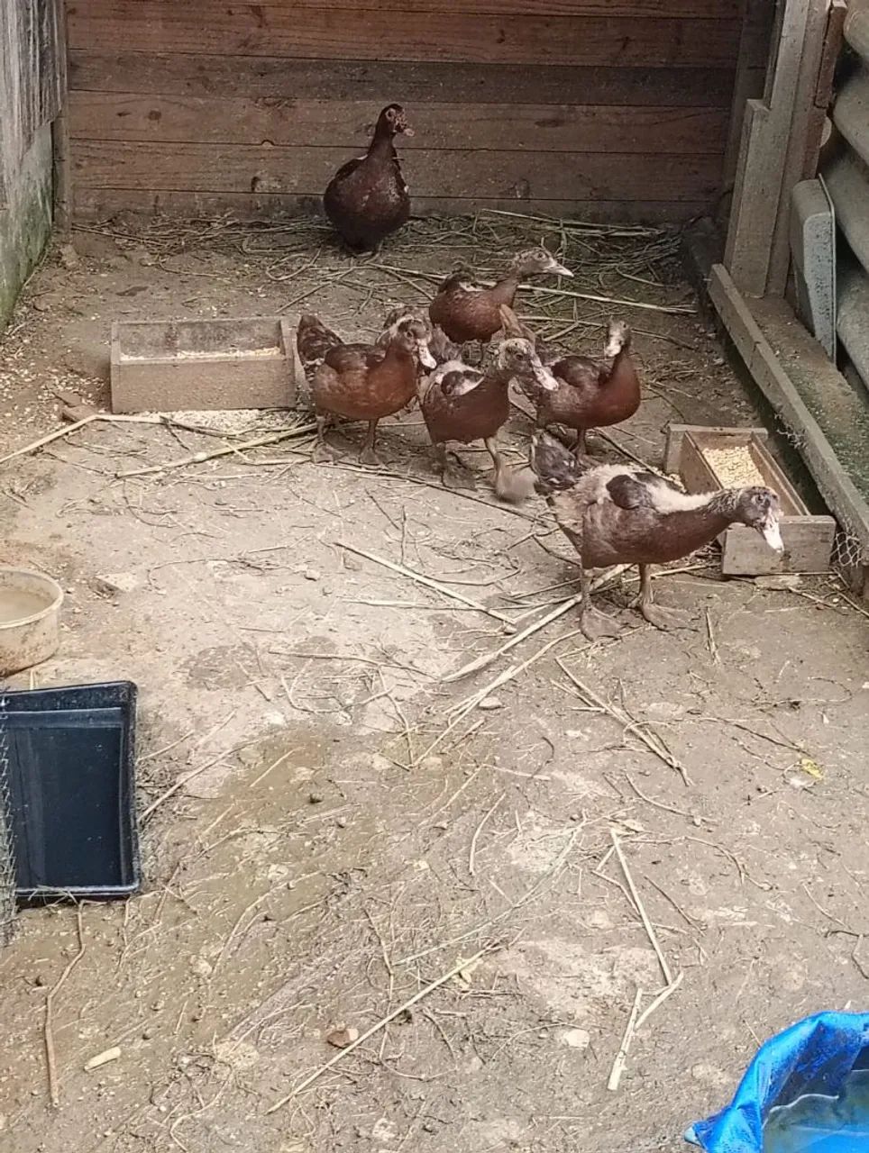 Patos - Foto 3