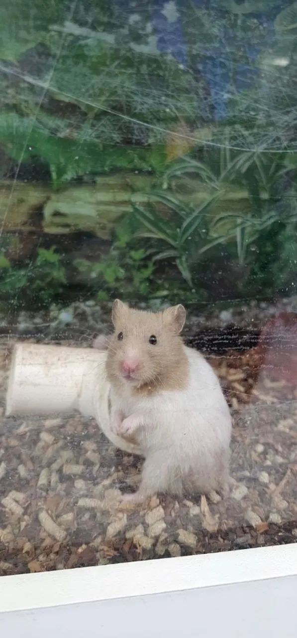 Hamster Sírios  - Foto 4