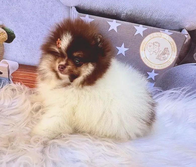 Fêmea de Spitz alemão (Lulu da pomerania)  12x  - Foto 3