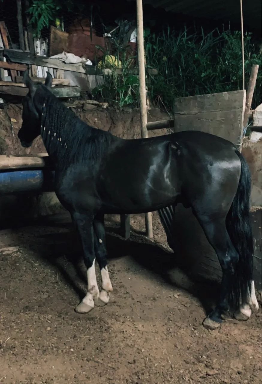 Potro preto luxo de batida 