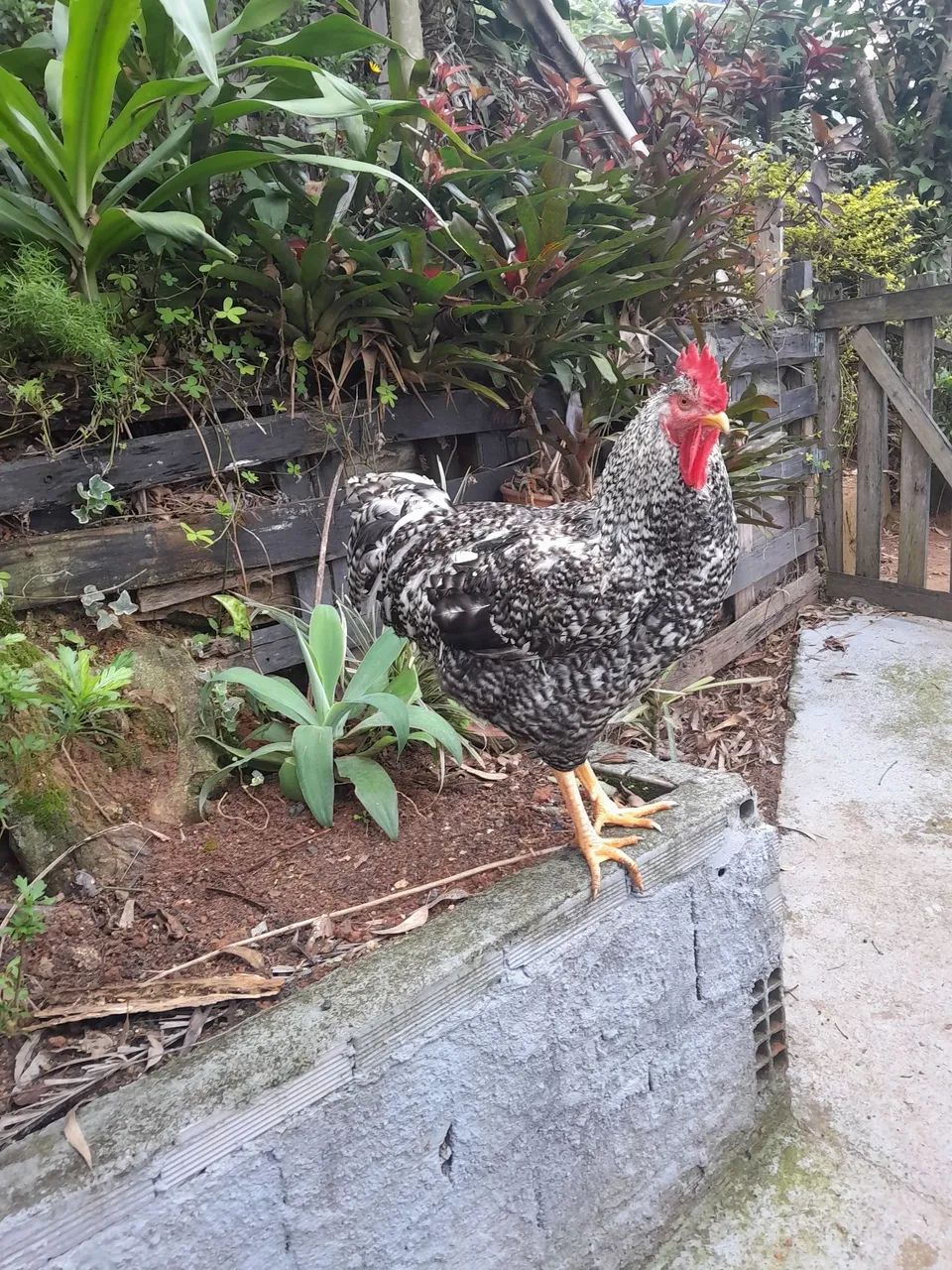 Frango com genética GSB e PLAYMONTE 