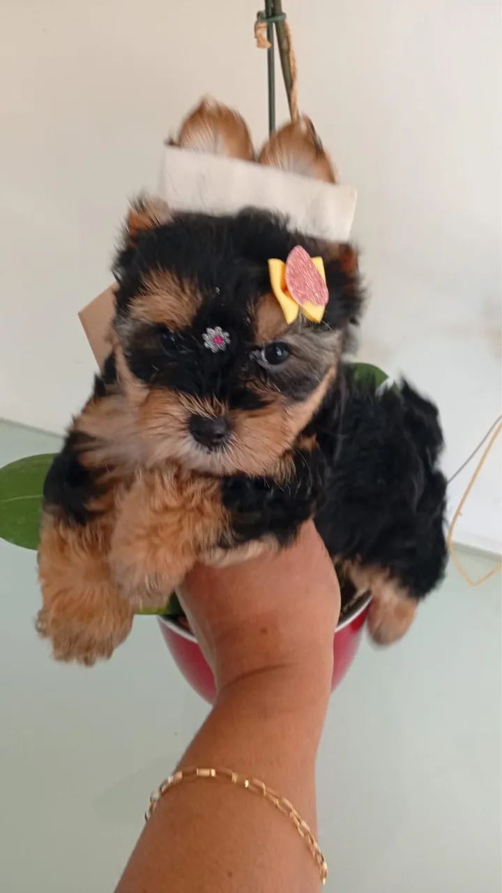     YORKSHIRE TERRIER DE ALTA QUALIDADE