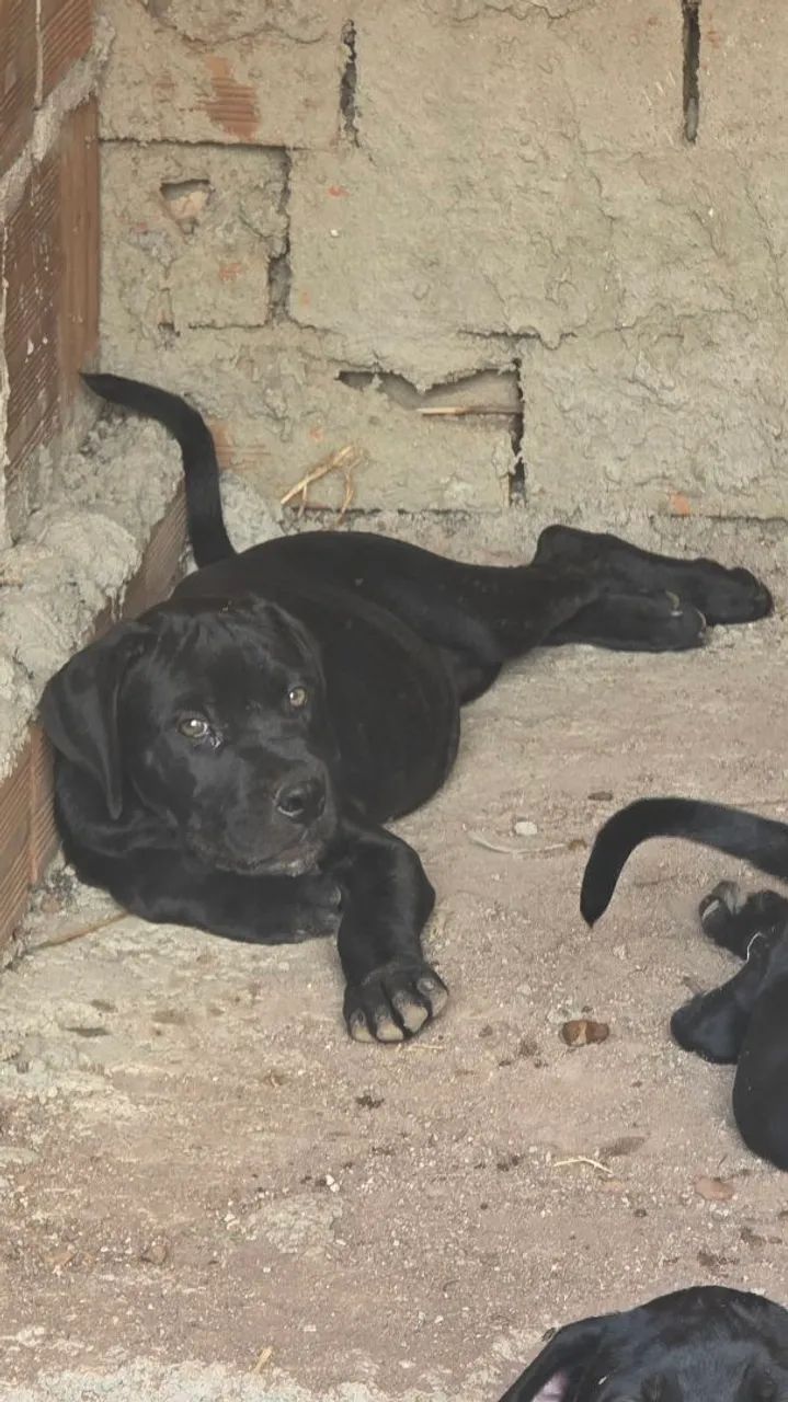 Filhotes de canecorso italiano - Foto 4