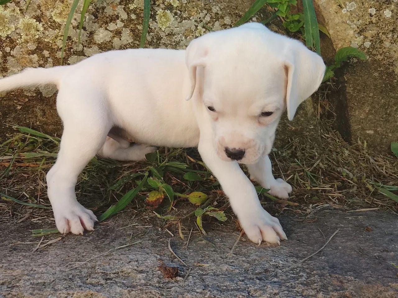 Boxer branco  - Foto 2