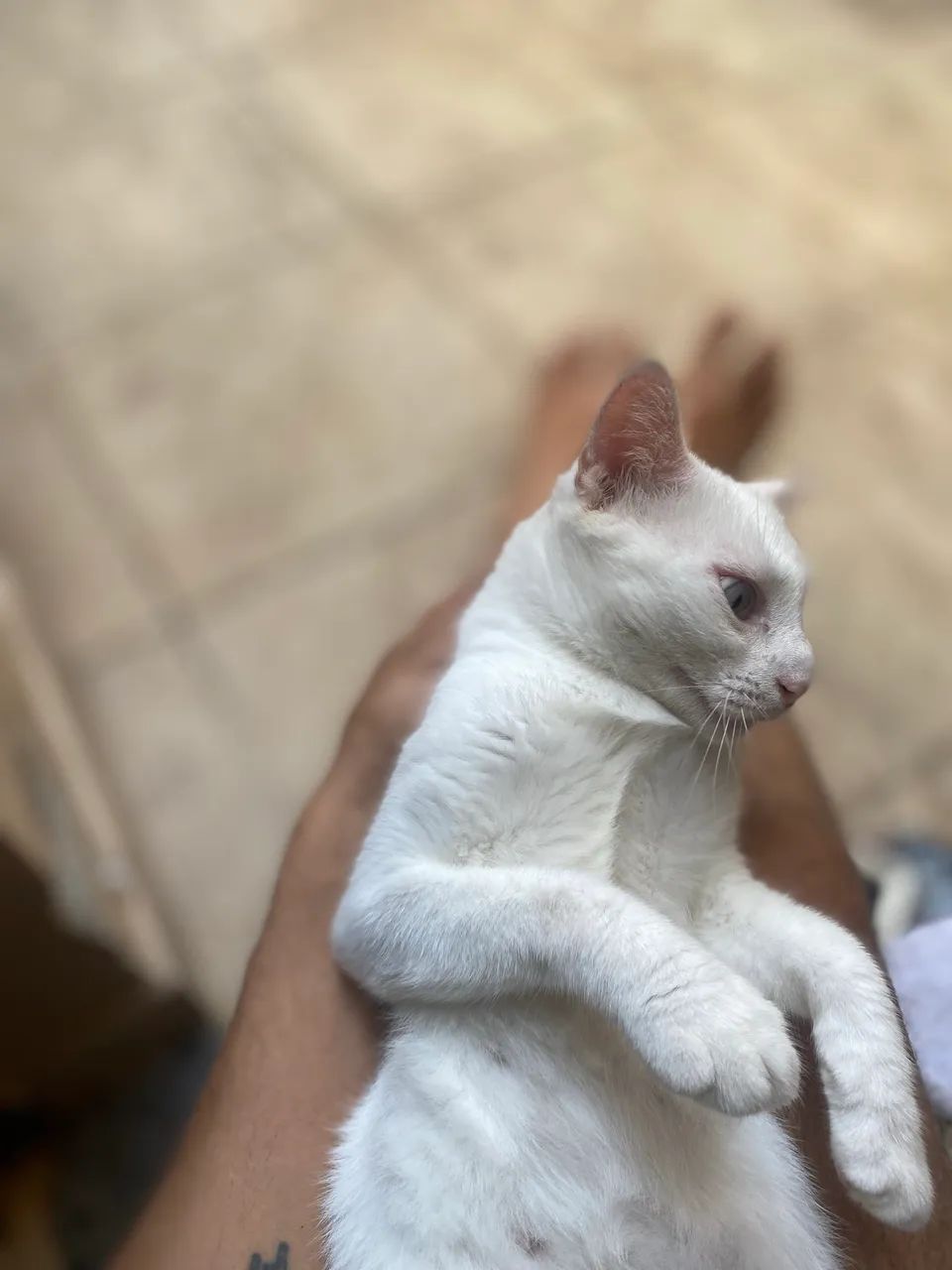 Doação Gata fêmea olhos trocados e castrada  - Foto 2