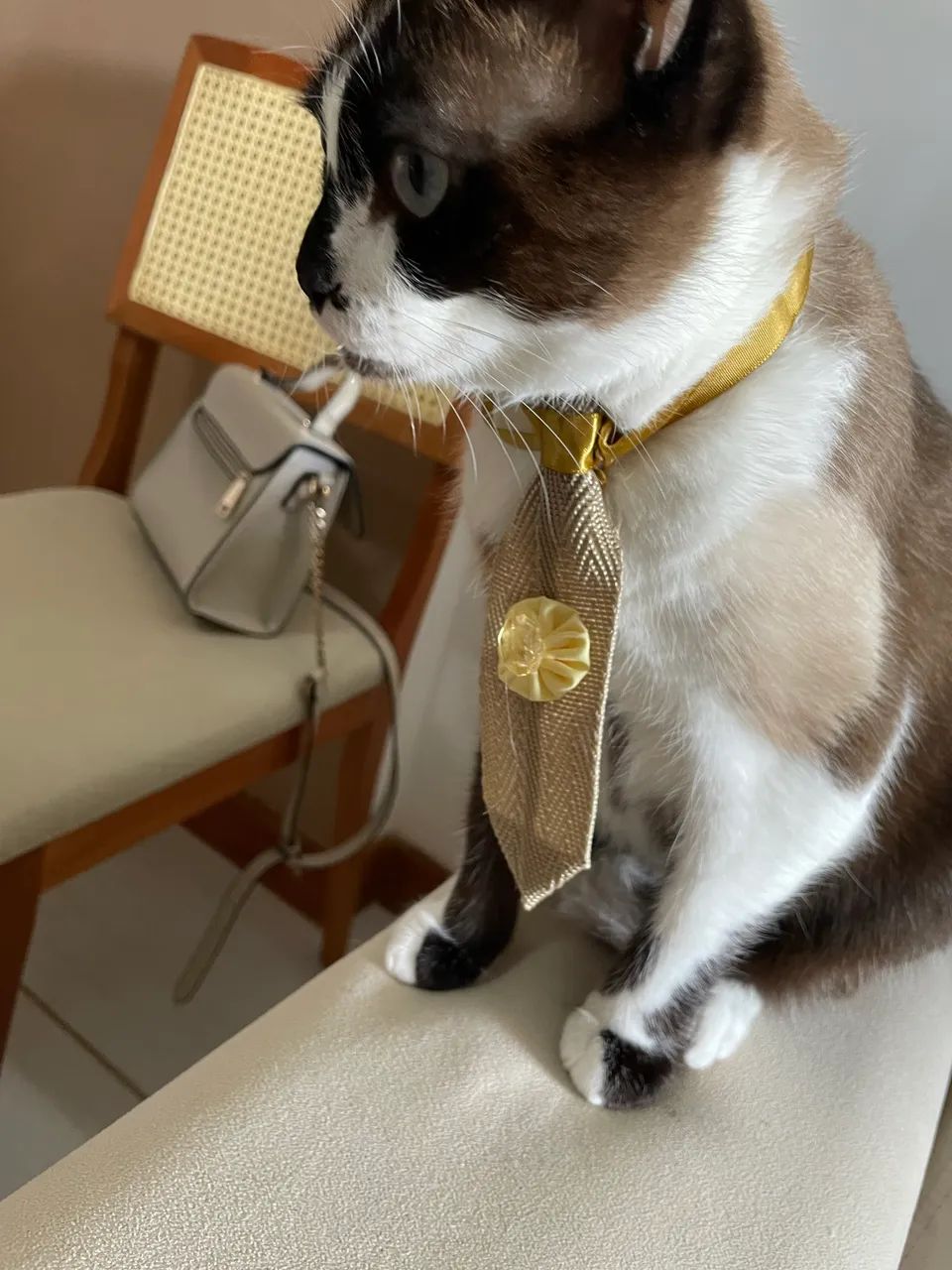 GATA - Foto 2