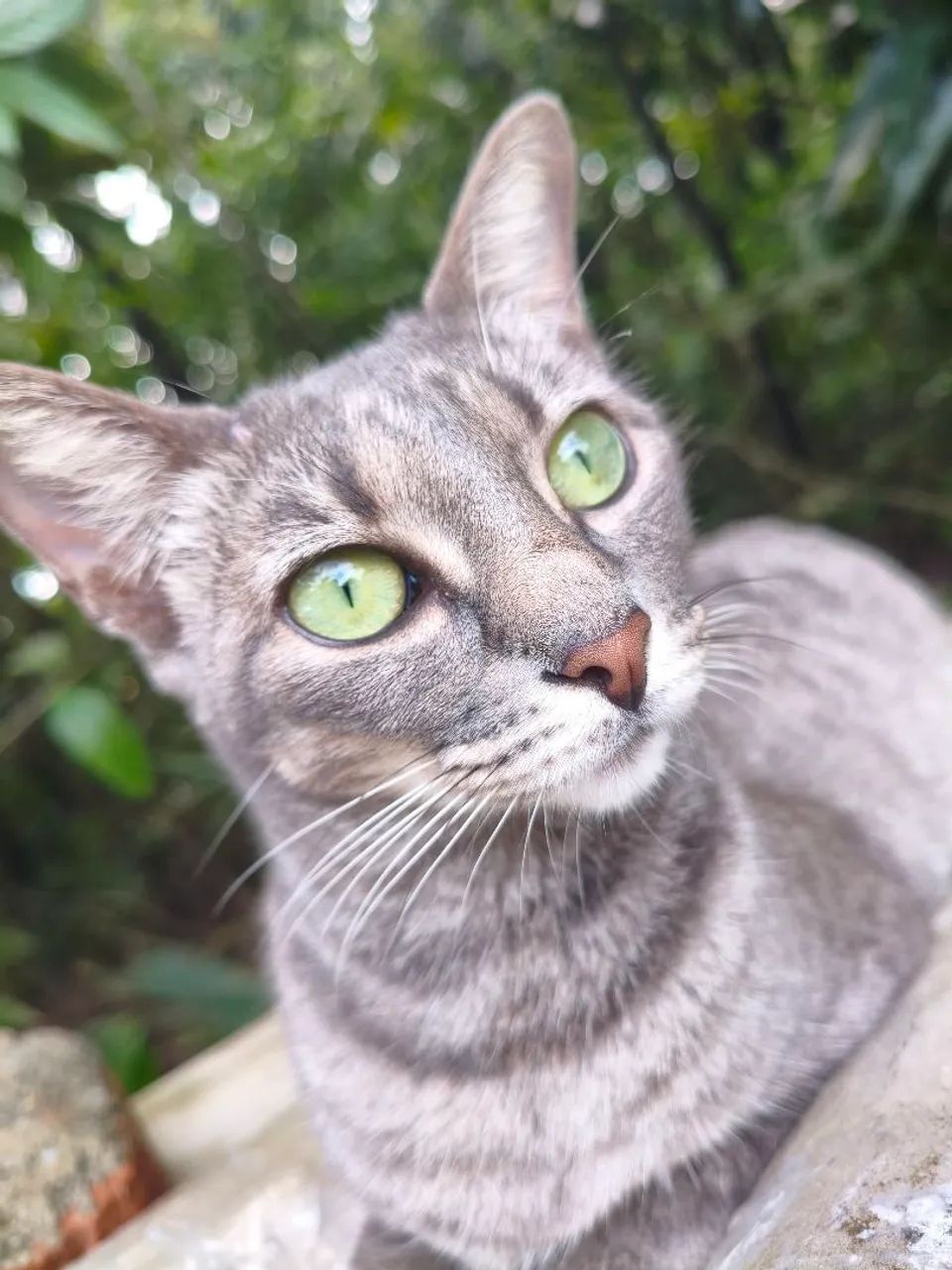 Gatinha castrada para adoção responsável  - Foto 3