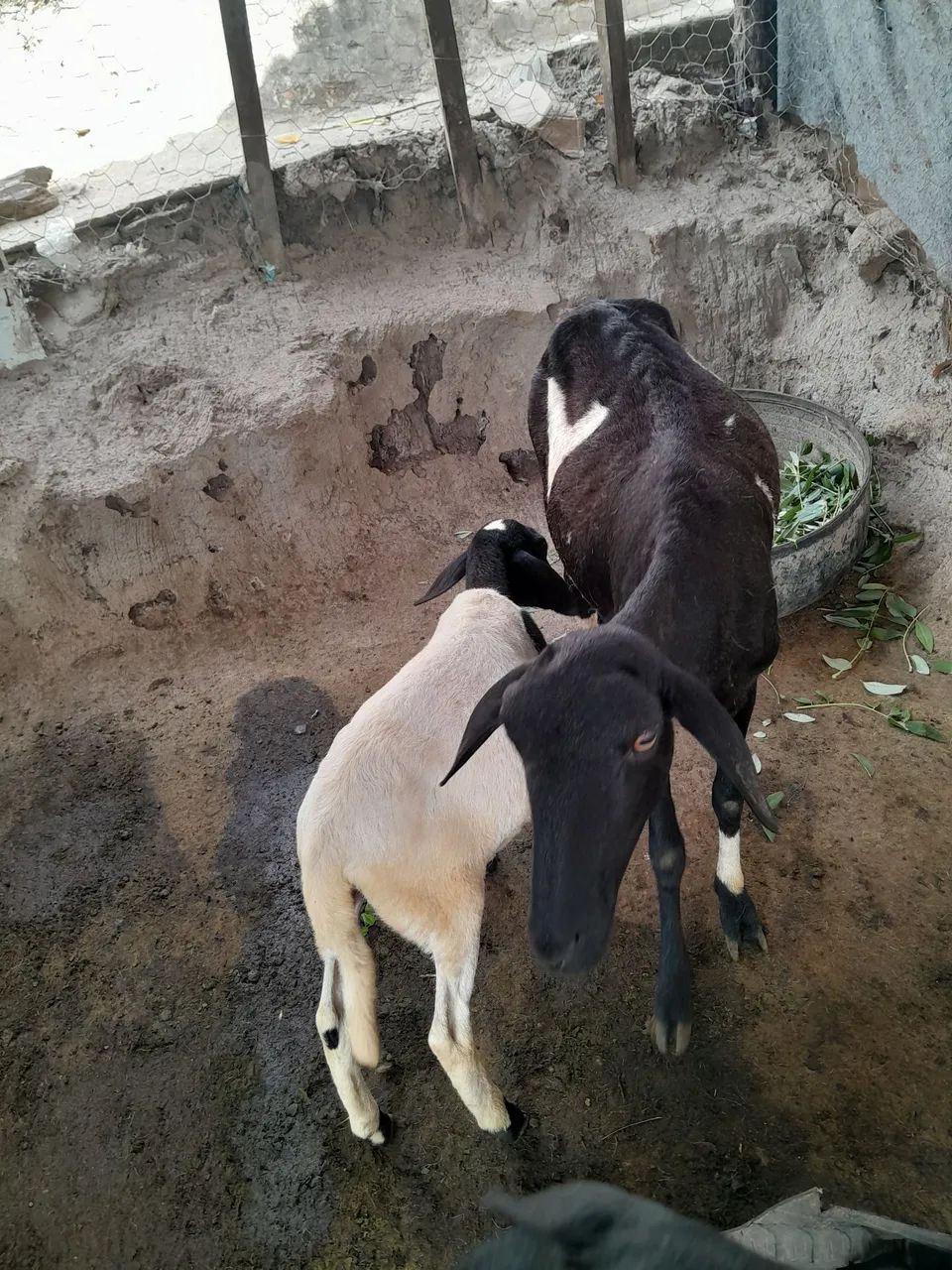 Ovelha parida segunda cria