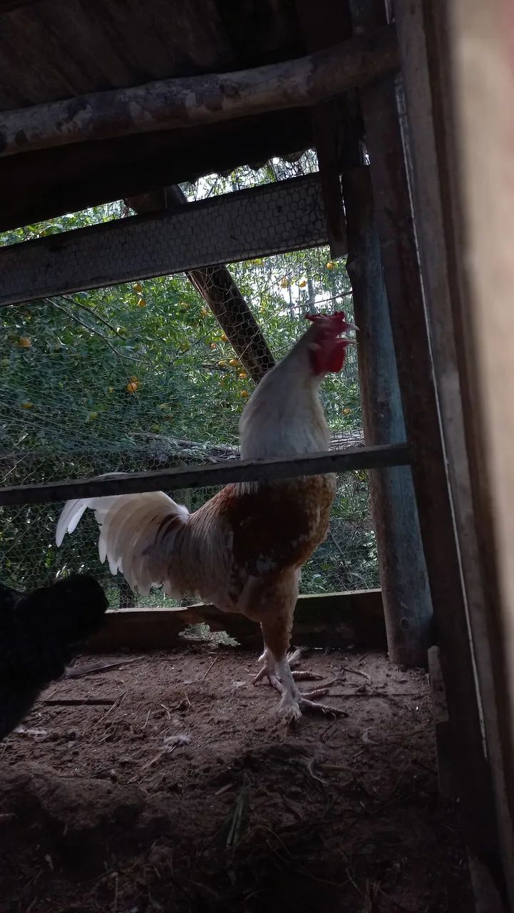 galinha e um galo  - Foto 4