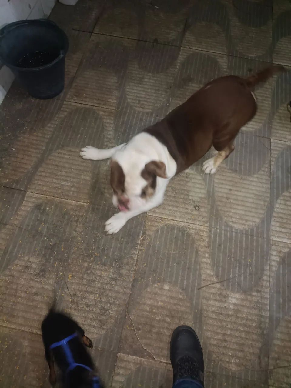 Buldogue Inglês - Foto 2