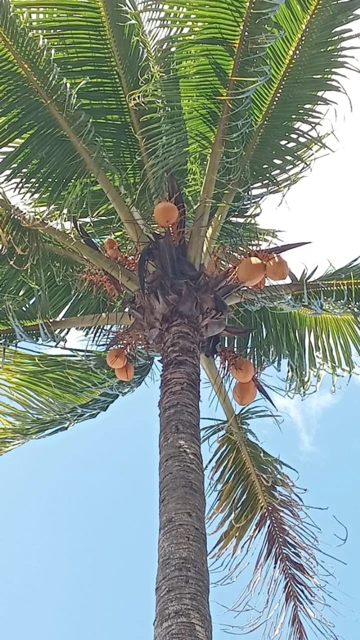Muda de coqueiro (coco amarelo)