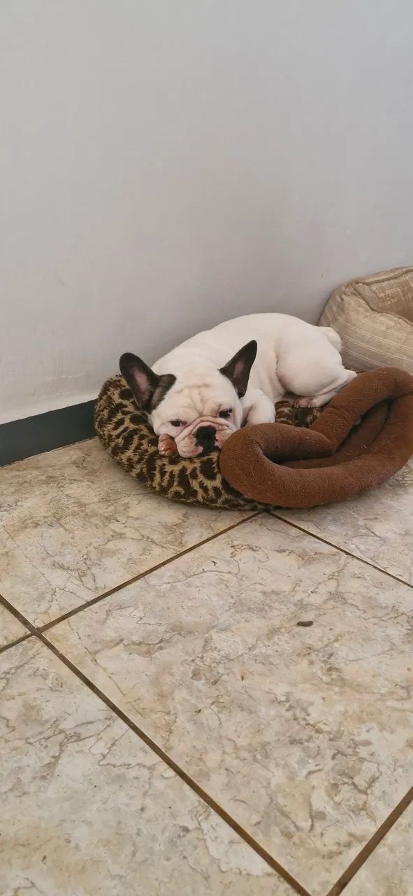 Bulldog Francês para Cobertura