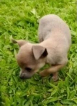 Pinscher 0  - Foto 5