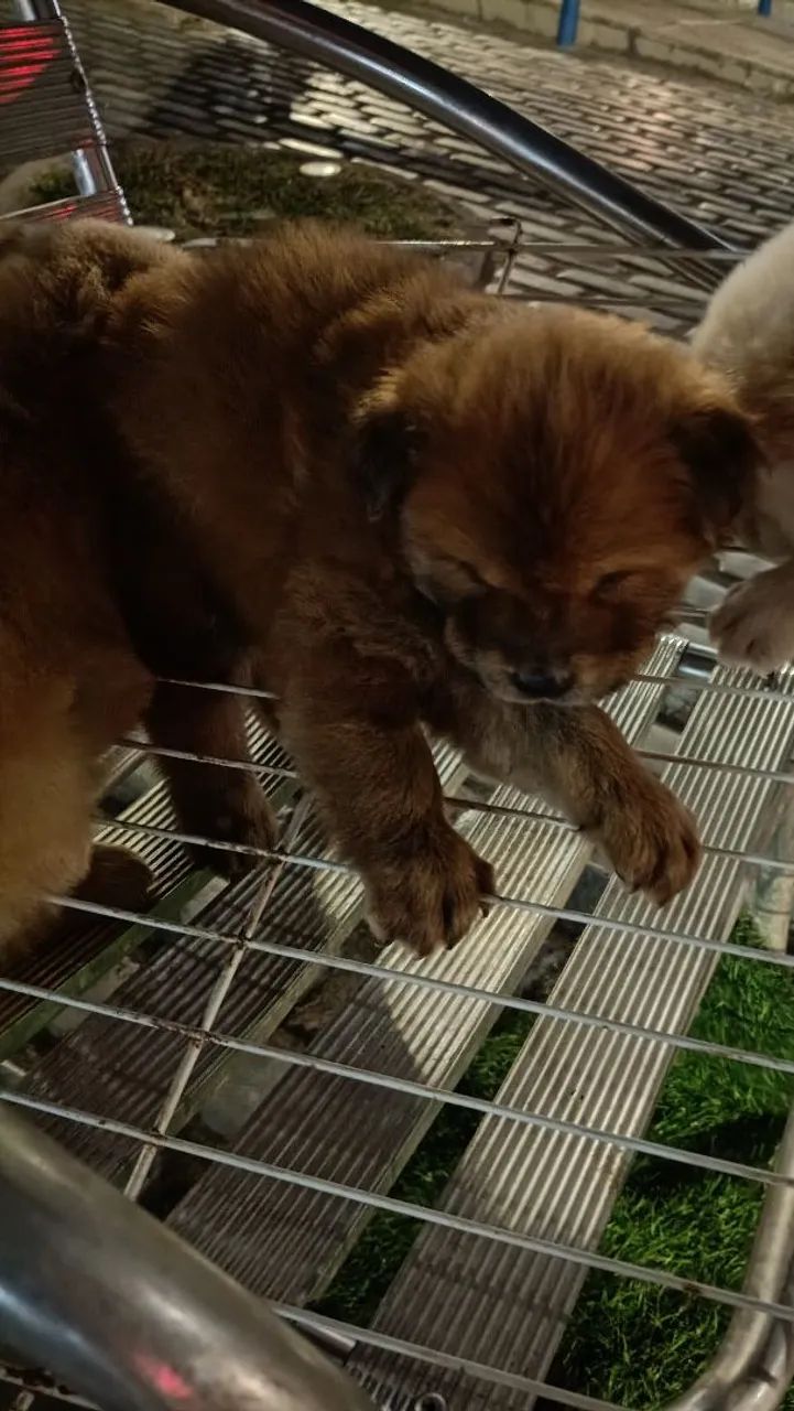 Filhotes de chow Chow  - Foto 3